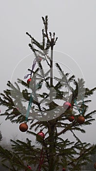Christmas ornaments hanging on fir tree top swaying by wind in mist