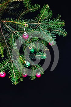 Christmas ornaments and pine branches on black background. Purple and green christmas balls on green spruce branch.Christmas balls