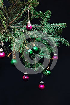 Christmas ornaments and pine branches on black background. Purple and green christmas balls on green spruce branch.Christmas balls