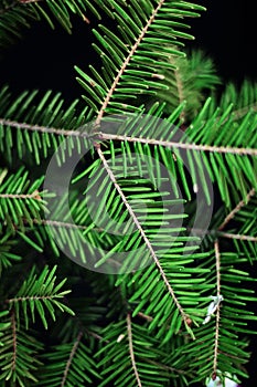 Christmas ornaments and pine branches on black background. Purple and green christmas balls on green spruce branch.Christmas balls