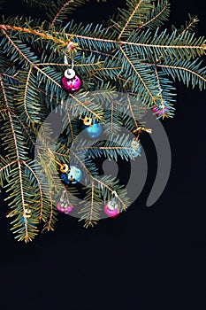 Christmas ornaments and pine branches on black background. Purple and green christmas balls on green spruce branch.Christmas balls