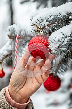 Christmas outdoor background with fir tree branches, decorations and blurred lights. Female hand hangs a red ball on the Christmas