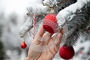 Christmas outdoor background with fir tree branches, decorations and blurred lights. Female hand hangs a red ball on the Christmas
