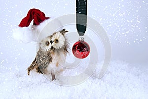 Christmas Owl with Santa Hat - horozontal