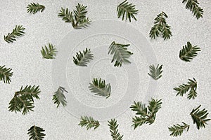 Christmas pattern, winter background. Green pine twigs on silver, glitter background