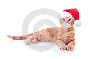 Christmas pet cat animal kitten in Xmas Santa hat