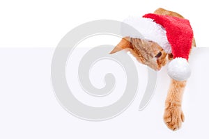 Christmas pet kitten cat in Xmas Santa hat hold over sign