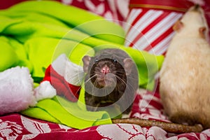 Christmas Pet Rats