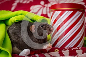 Christmas Pet Rats