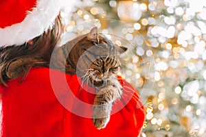 Christmas for pets.Gray tabby cat in the hands of a child in a red Santa Claus hat and near the Christmas tree. Cats and