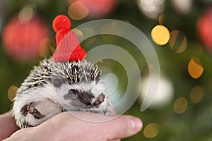 Christmas for pets. Hedgehog in a red knitted hat on a Christmas tree background.African white-bellied pygmy hedgehog
