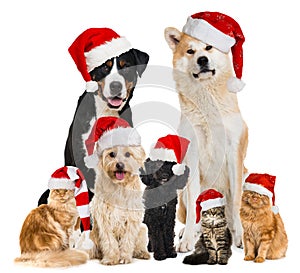 Christmas pets with santa hats