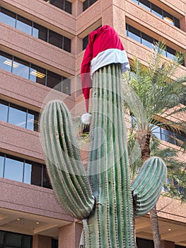 Saguaro Cactus wears a Santa hat photo