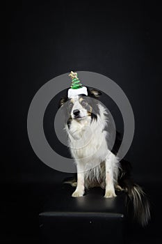 christmas photo of dog in photo studio with christmas hat.