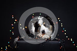 christmas photo of dog in photo studio with colorful lights.