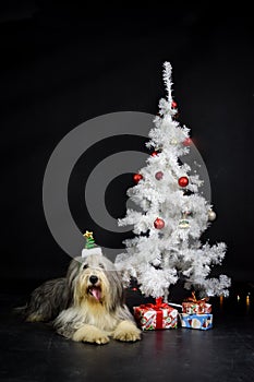 christmas photo of dog in photo studio with white christmas tree