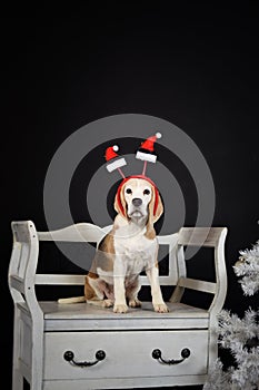 christmas photo of dog in photo studio with white christmas tree.