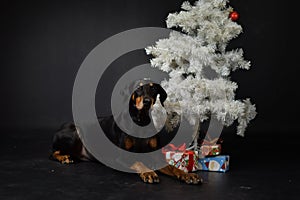 christmas photo of dog in photo studio with white christmas tree.