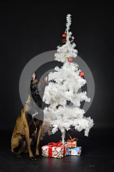 christmas photo of dog in photo studio with white christmas tree.