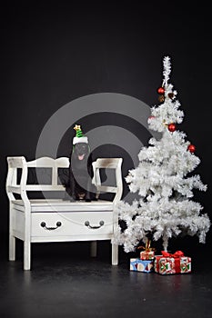 christmas photo of dog in photo studio with white christmas tree