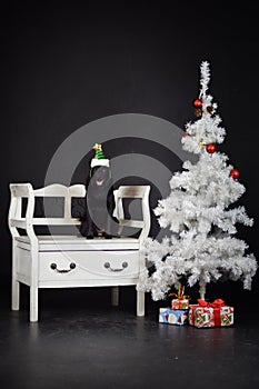 christmas photo of dog in photo studio with white christmas tree