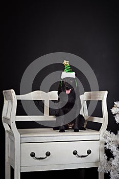 christmas photo of dog in photo studio with white christmas tree.