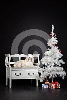 christmas photo of dog in photo studio with white christmas tree.