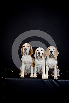 christmas photo of dogs in photo studio