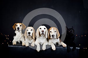 christmas photo of dogs in photo studio