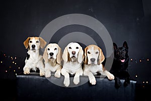 christmas photo of dogs in photo studio