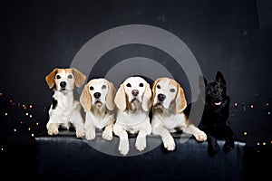 christmas photo of dogs in photo studio