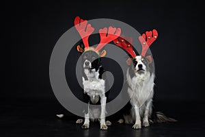 christmas photo of dogs in photo studio with christmas hat.