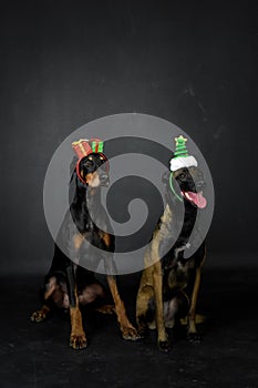 christmas photo of dogs in photo studio with christmas hat.