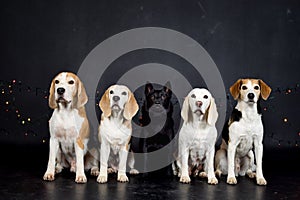 christmas photo of dogs in photo studio with colorful lights