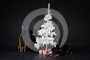 christmas photo of dogs in photo studio with white christmas tree.