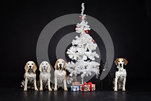 christmas photo of dogs in photo studio with white christmas tree.