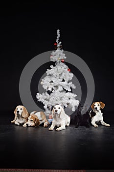 christmas photo of dogs in photo studio with white christmas tree.