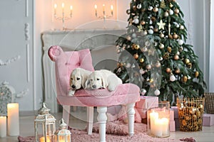 Christmas photo of two young labradors on a chair under a new year tree