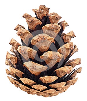Christmas pine cone isolated on white background. Single brown pine cone