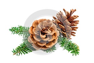 Christmas pine tree branch with cone