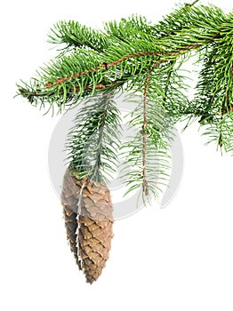 christmas pine tree branch, xmas holiday evergreen fir or spruce decoration. Web banner template