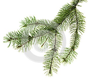 christmas pine tree branch, xmas holiday evergreen fir or spruce decoration. Web banner template