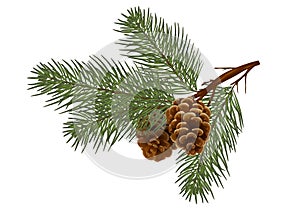 Cedar / pine branch with cones. Isolated without a shadow. naturein the details. Drawing. Christmas decor.