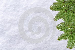 Christmas pine tree and snow surface white background