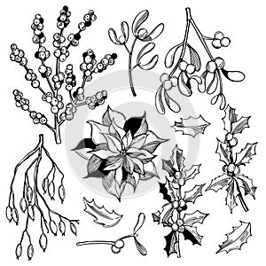 Christmas plants set.Vector sketch  illustration