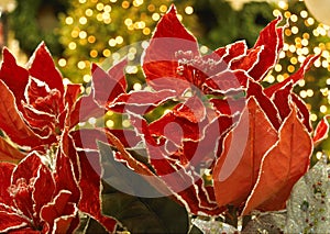 Christmas poinsettia