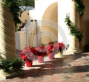 Christmas Poinsettia