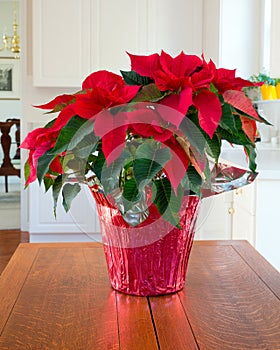 Christmas Poinsettia centerpiece photo