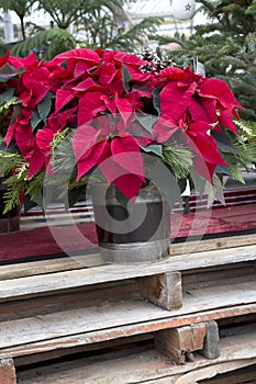 Christmas Poinsettia in Container