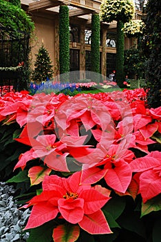 Poinsettias bloom in an atrum